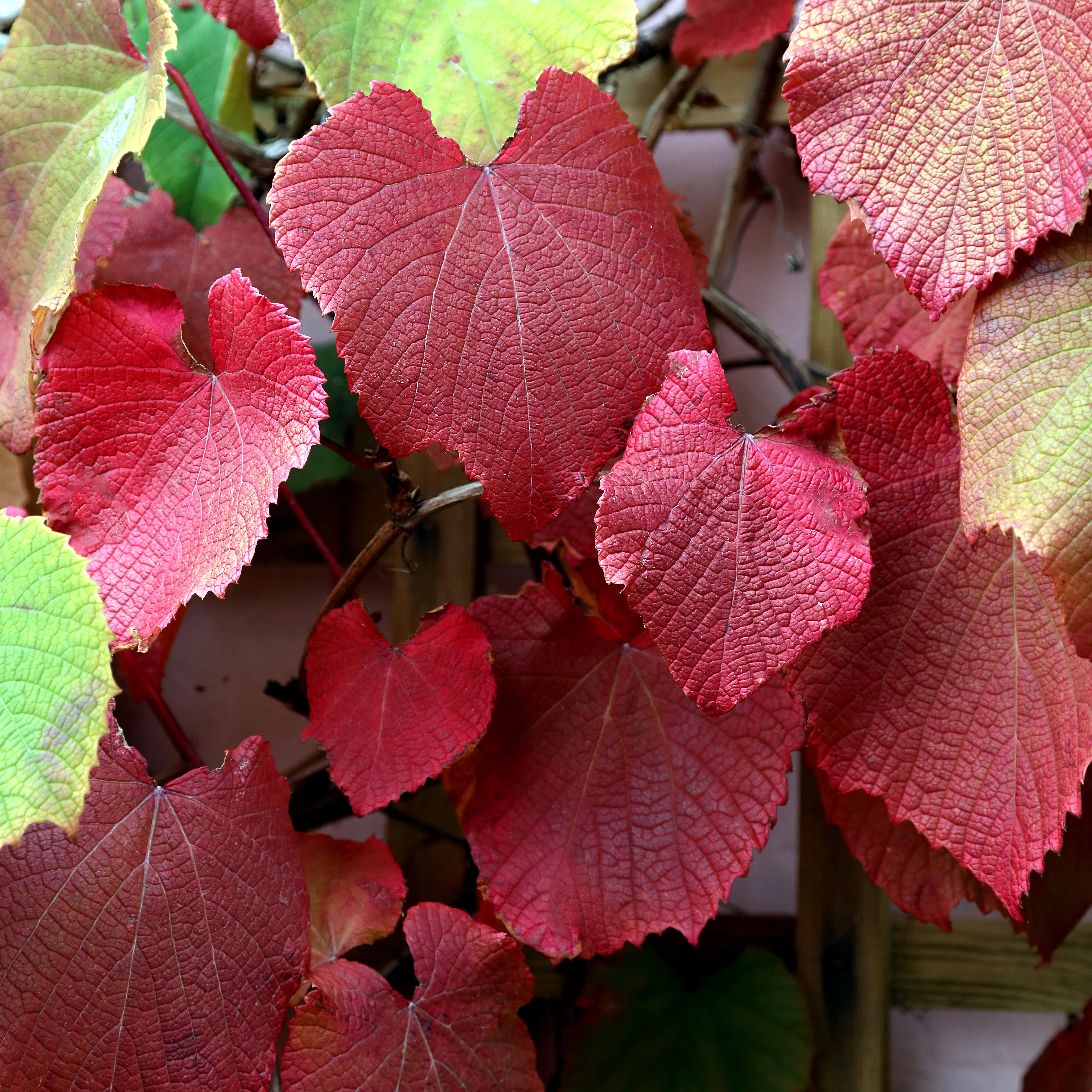 Vitis Coignetiae - Image 2