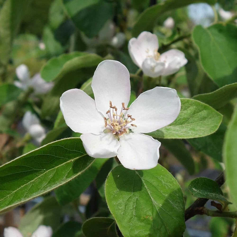 Vranja Quince Tree - Image 2