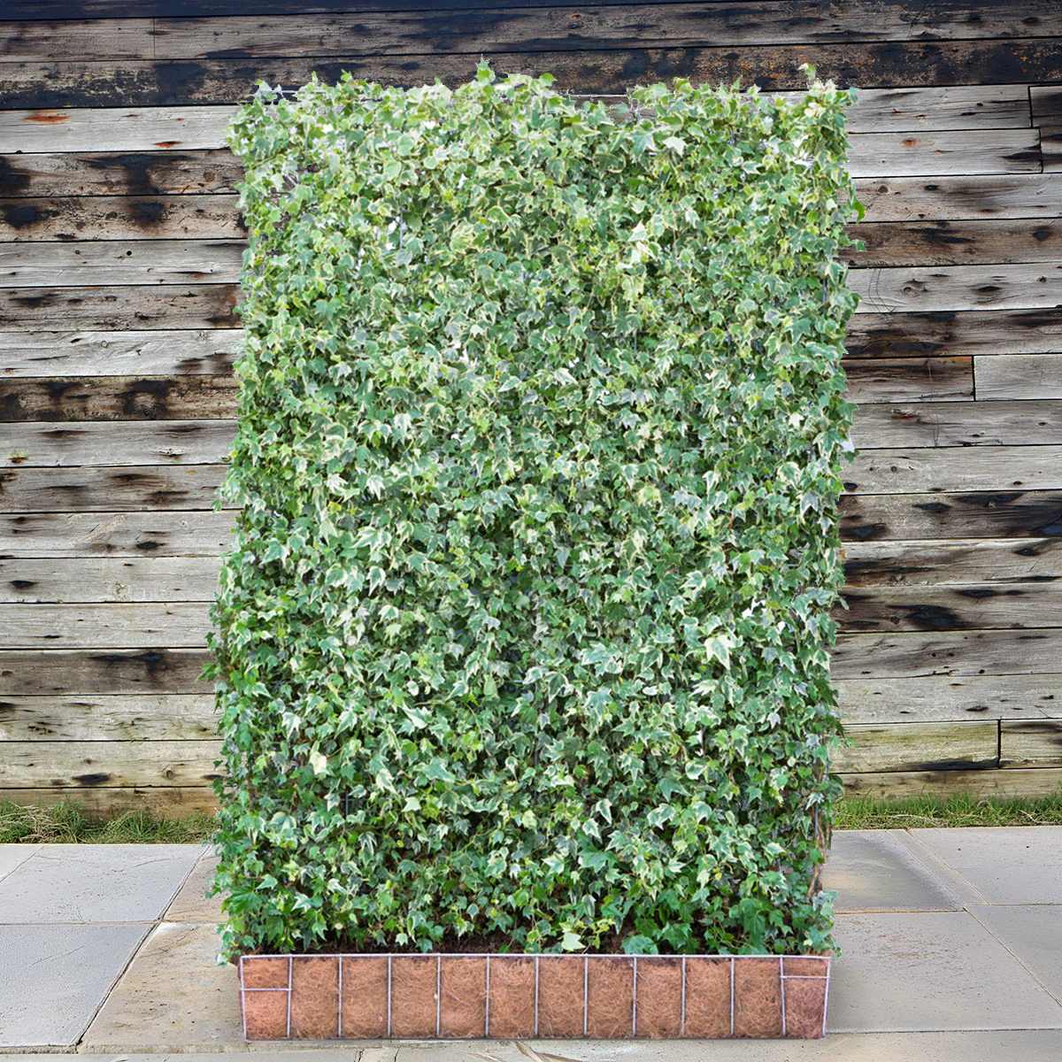 'White Ripple' Ivy Garden Screening