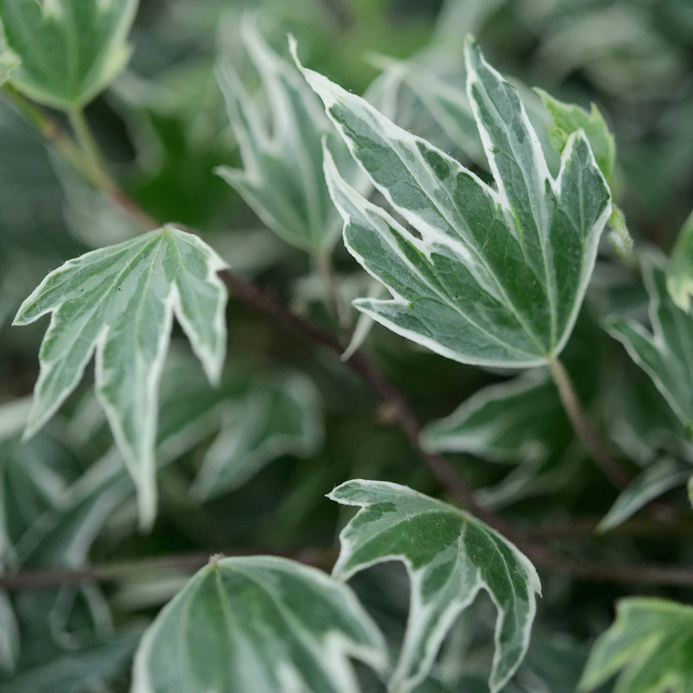 'White Ripple' Ivy Garden Screening - Image 2