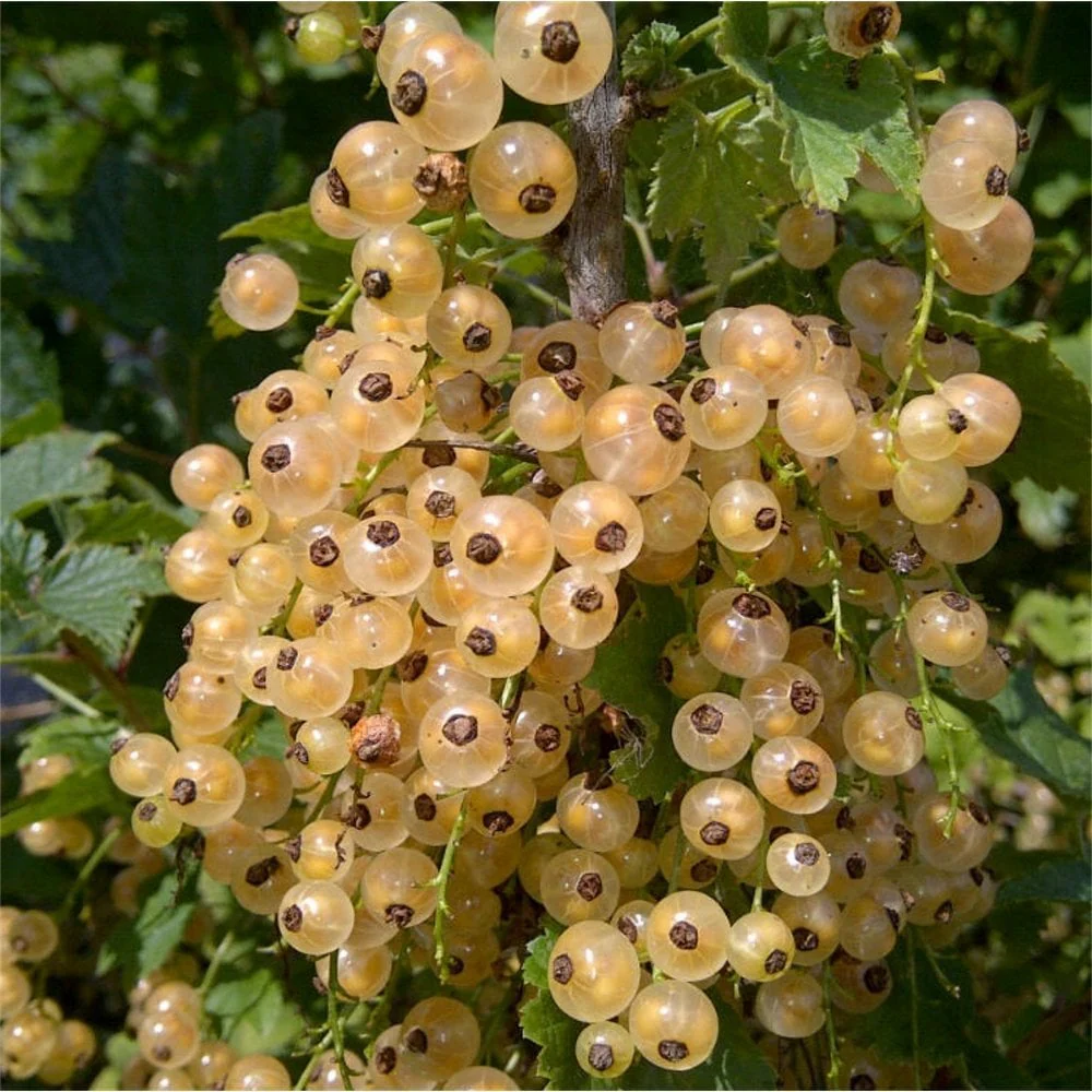 White Versailles Whitecurrant Bush
