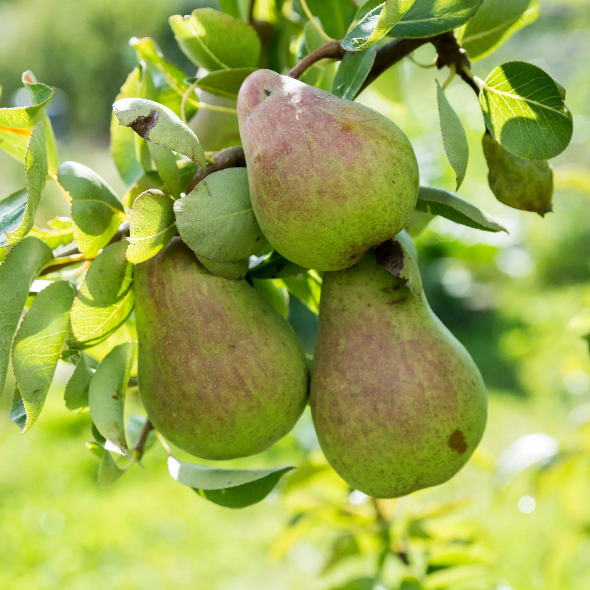 Williams Bon Chretien Pear Tree