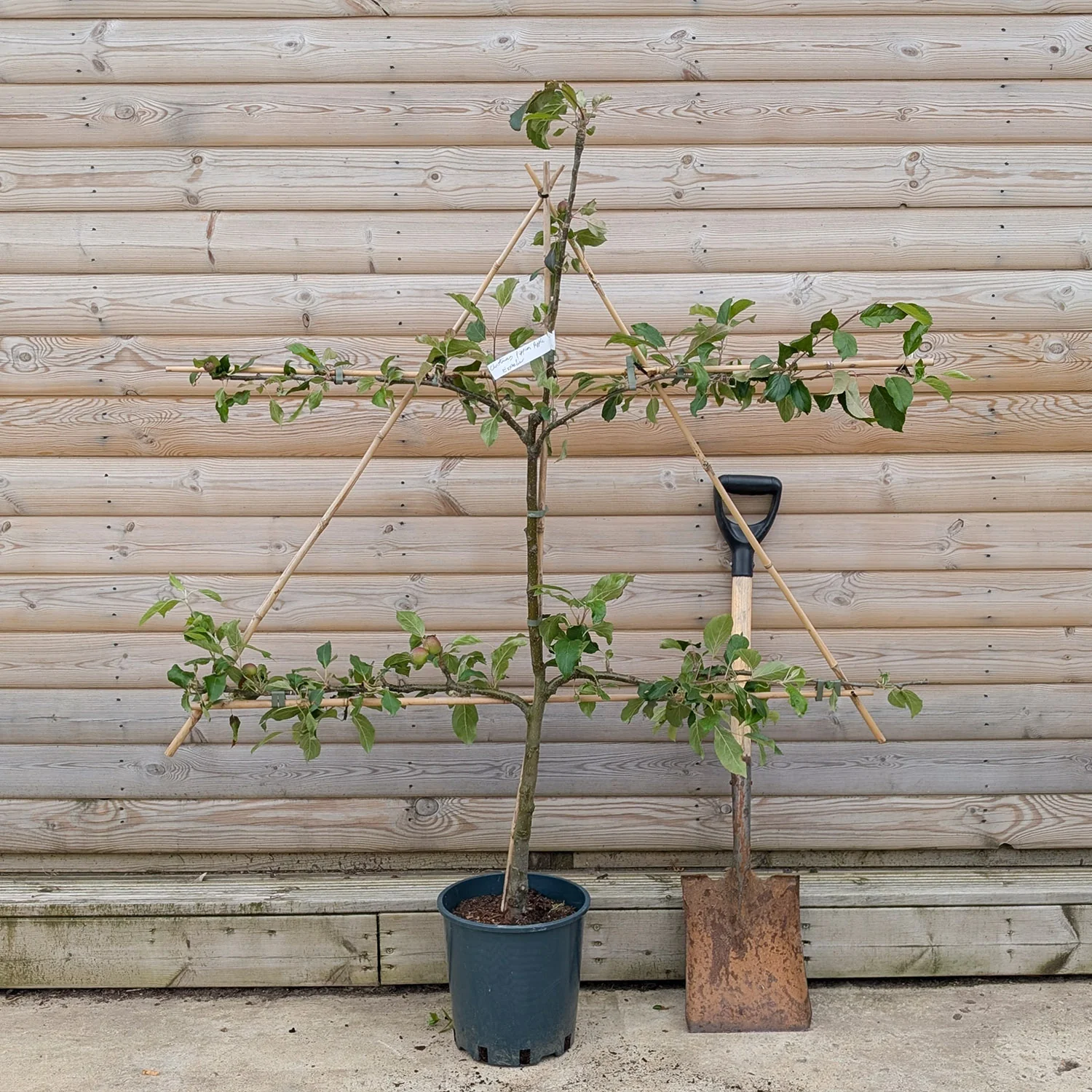 Cox Self Fertile Apple Tree - Image 4