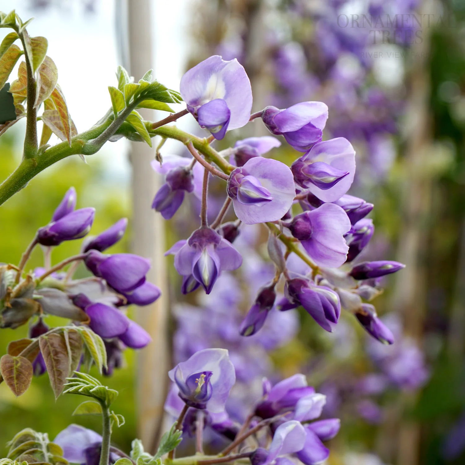 Wisteria brachybotrys 'Okayama' Tree
