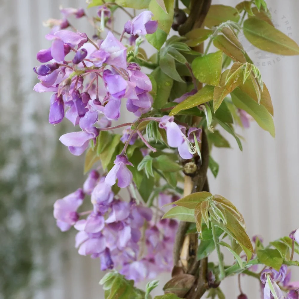 Wisteria brachybotrys 'Okayama' Tree - Image 3