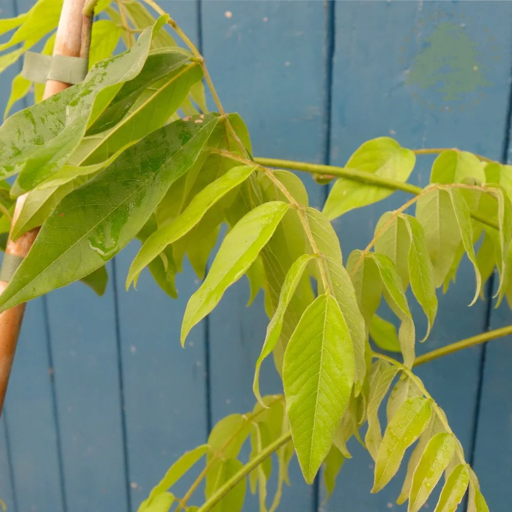 Wisteria brachybotrys 'Showa-Beni' Tree - Image 2