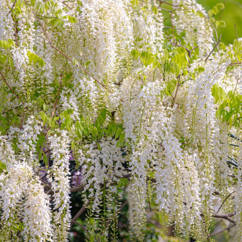 Wisteria floribunda 'Alba' Tree