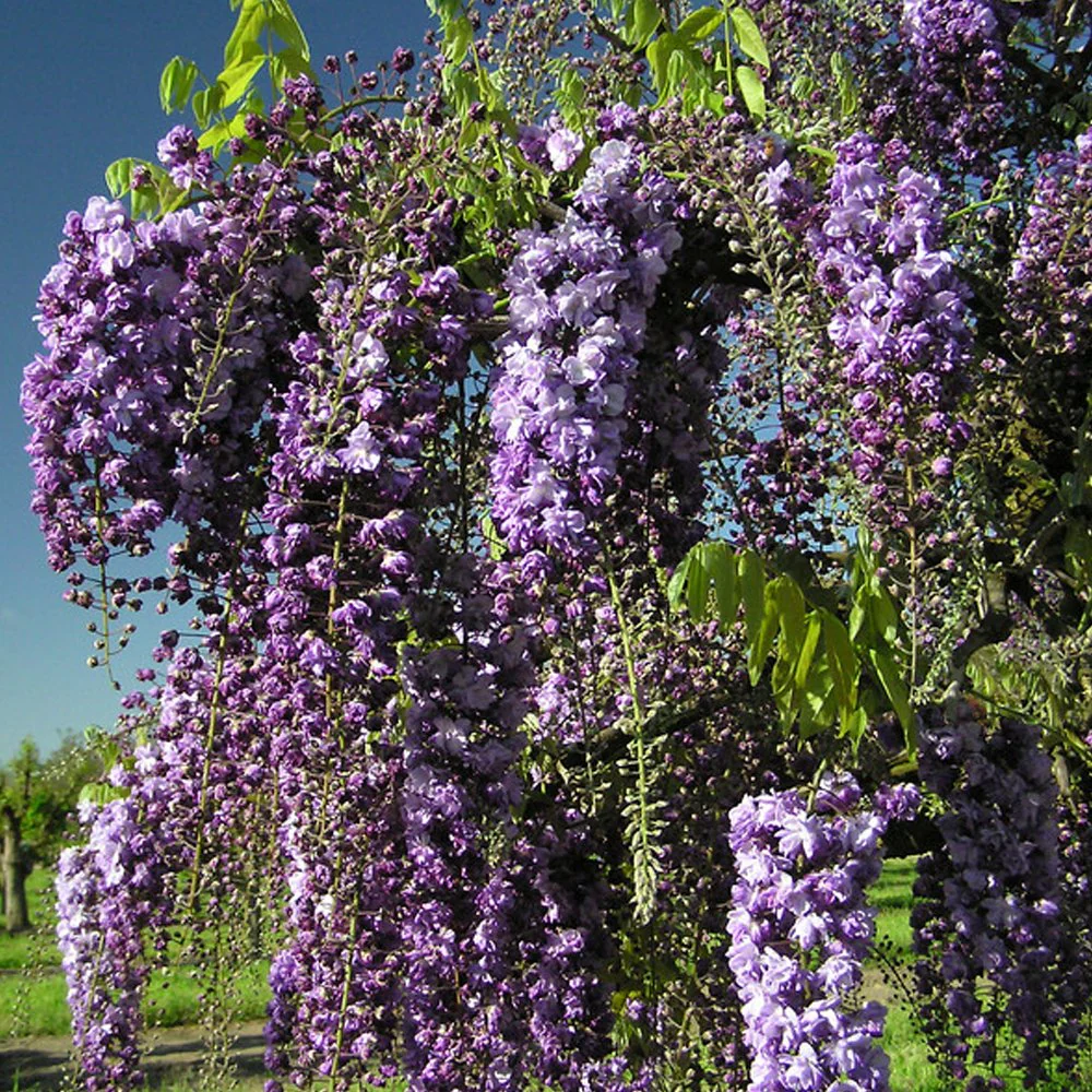 Wisteria floribunda 'Black Dragon' Tree