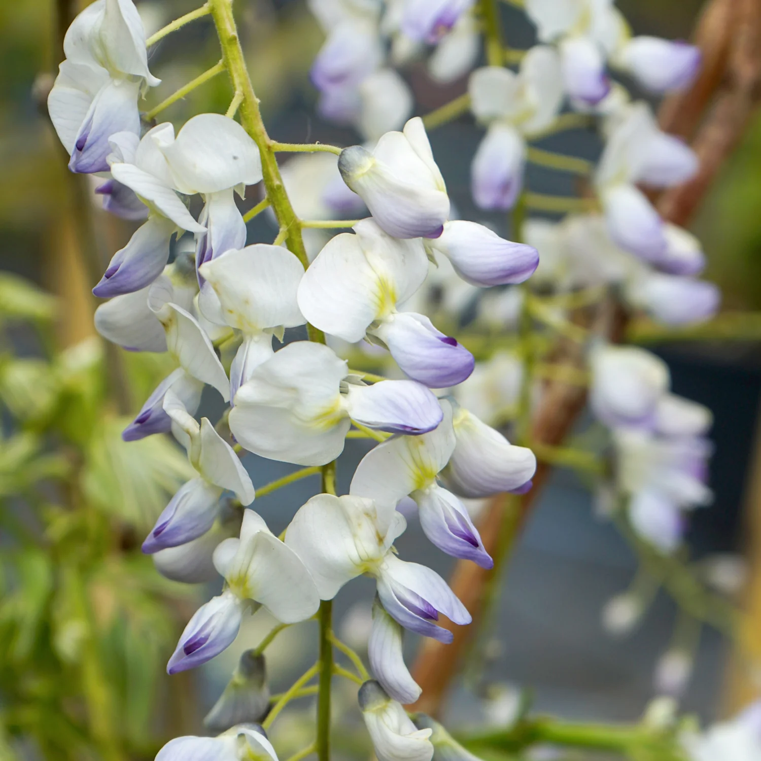 Wisteria floribunda 'Multijuga' Tree - Image 2