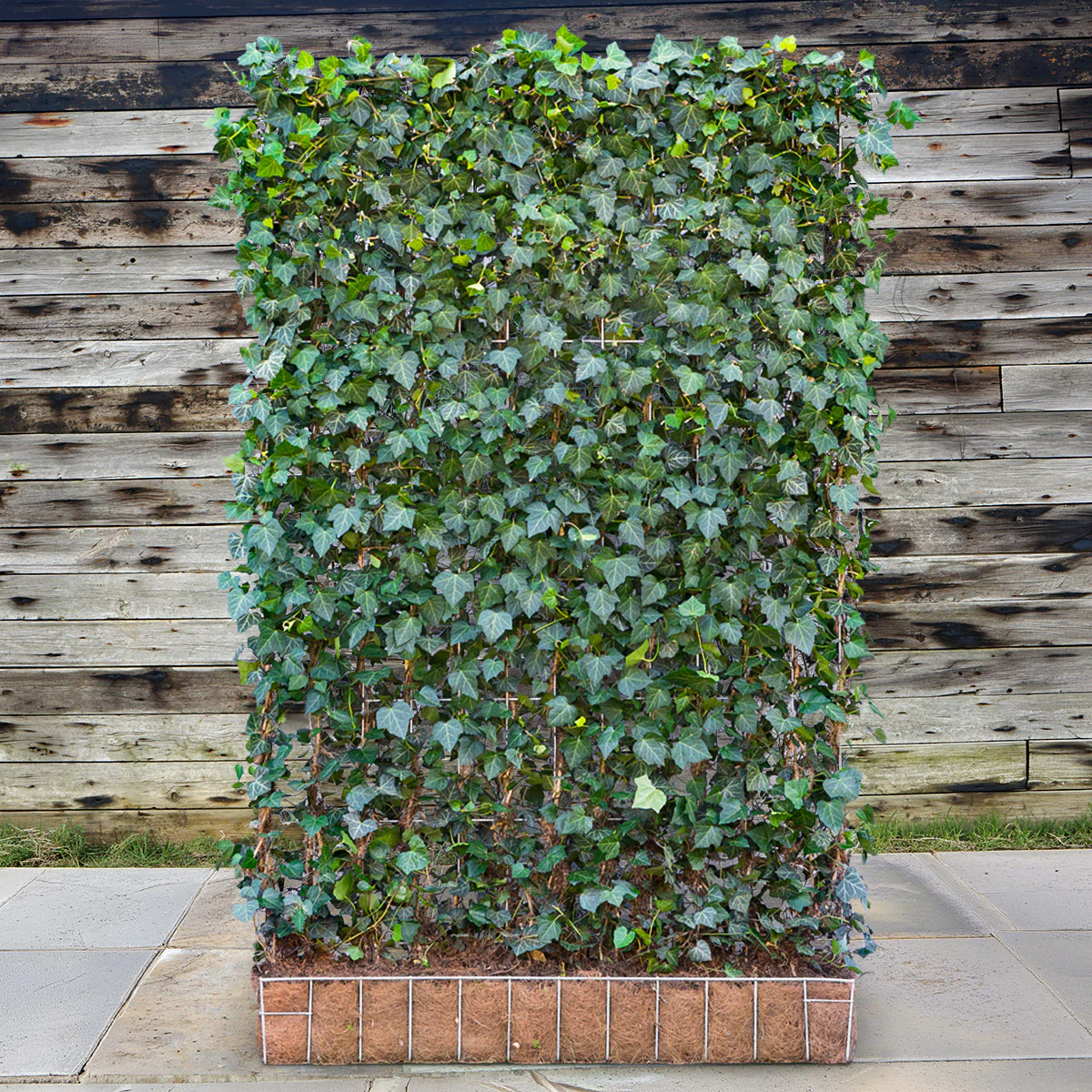 'Woerner' Ivy Garden Screening