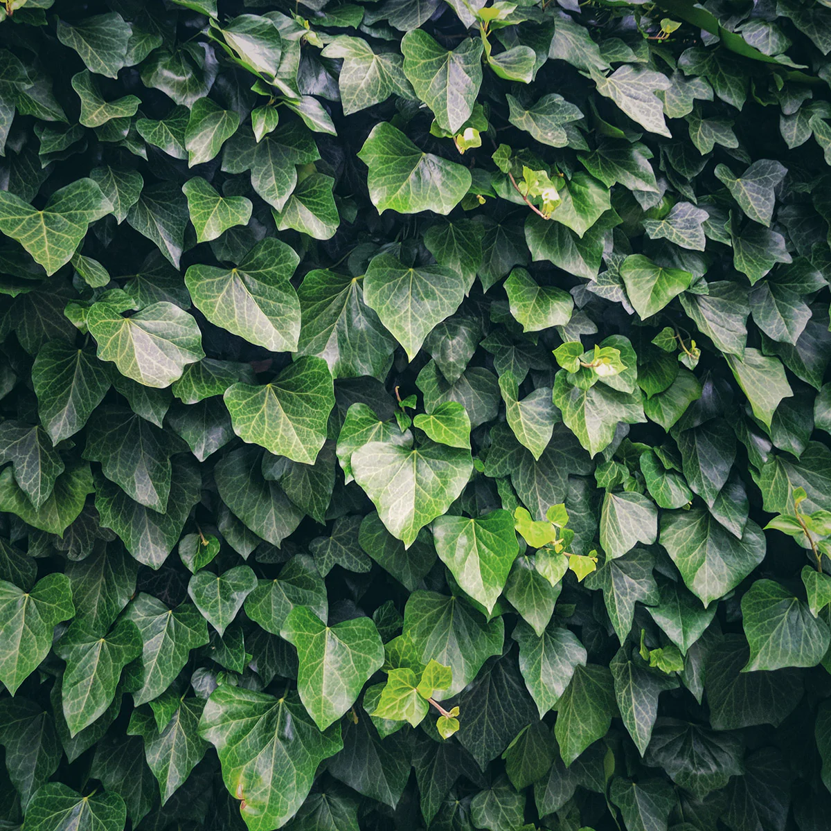'Woerner' Ivy Garden Screening - Image 2