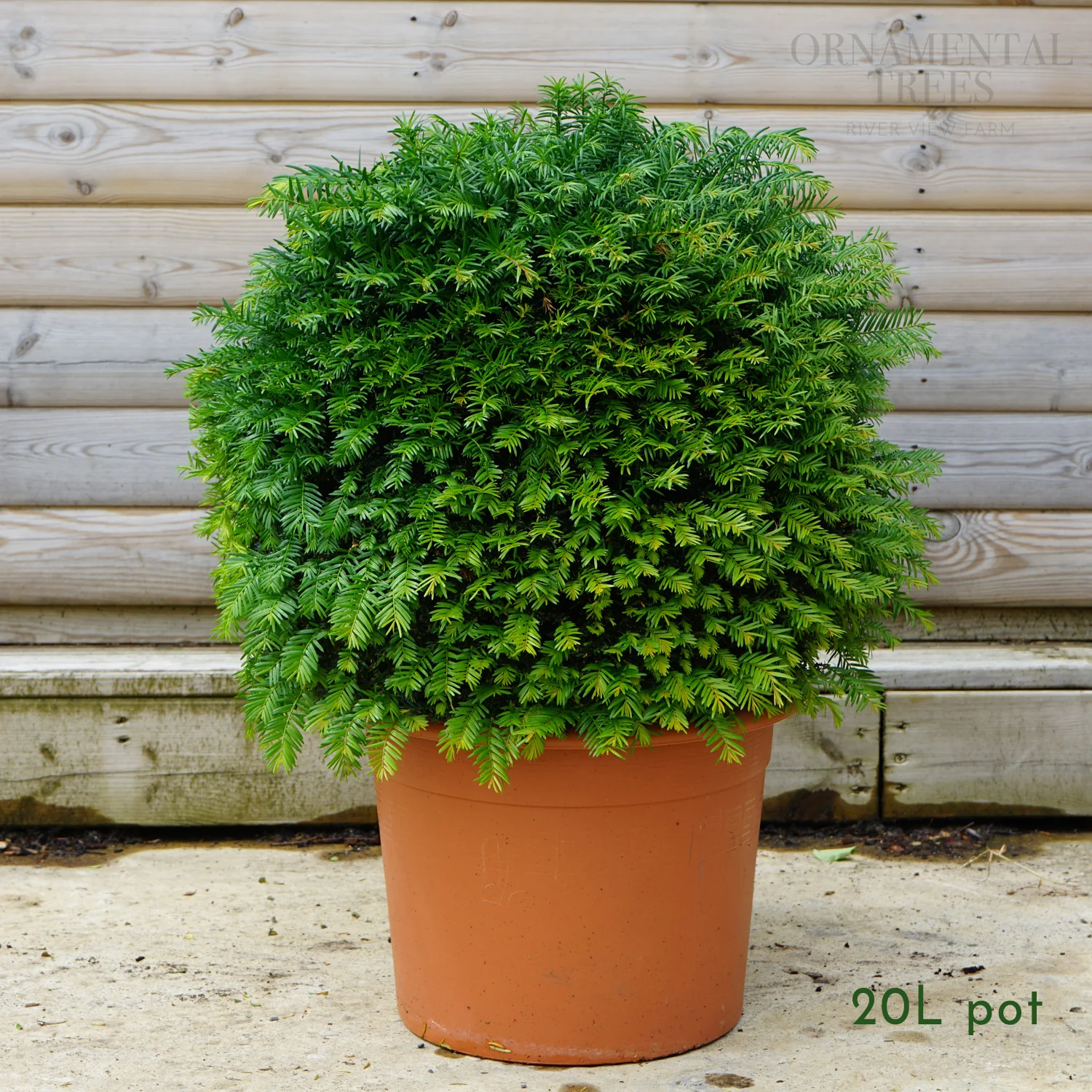 Topiary & Lollipop Trees