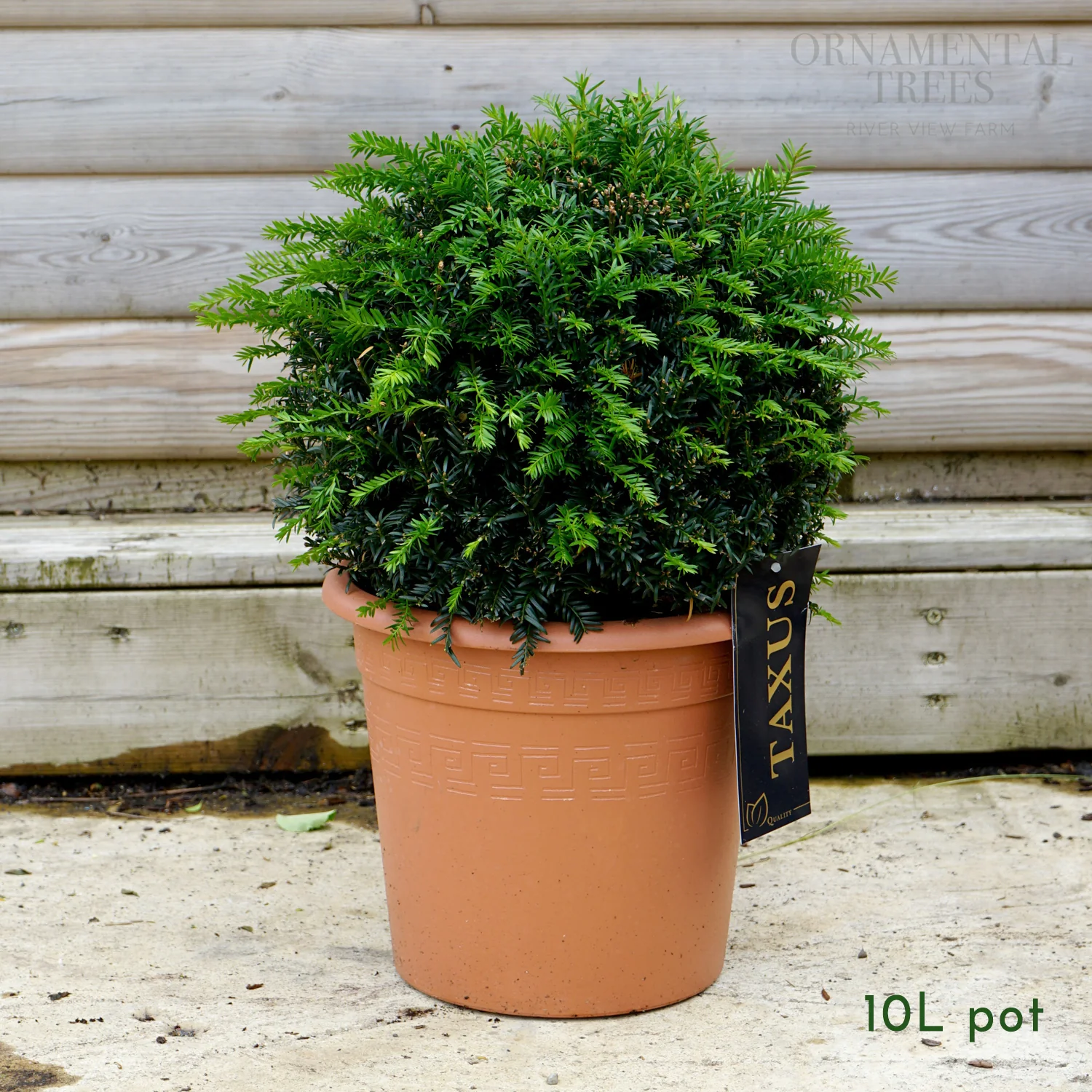 English Yew Topiary Ball - Image 3