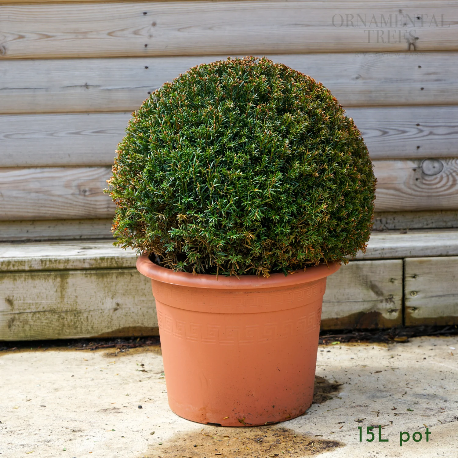 English Yew Topiary Ball - Image 4