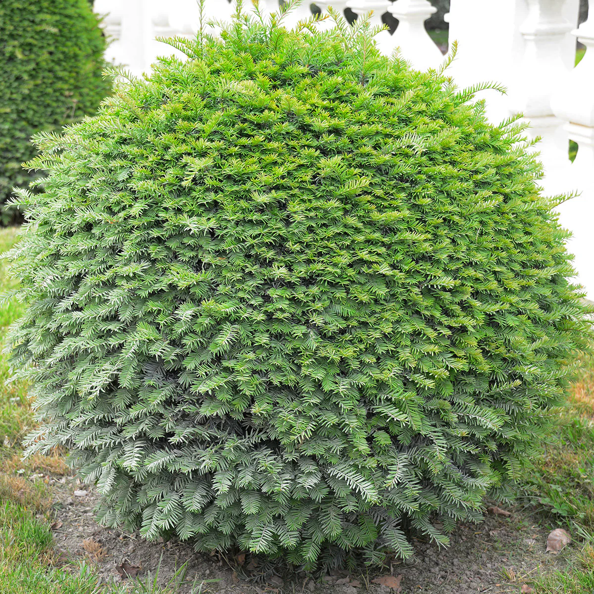 English Yew Topiary Ball - Image 5